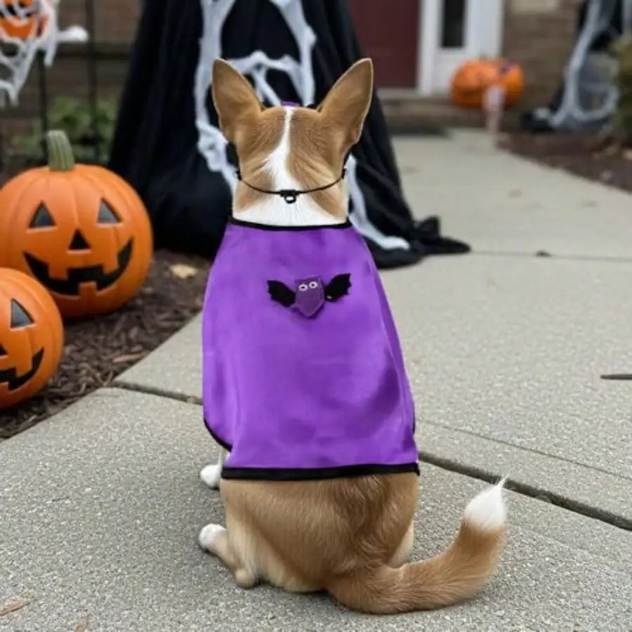 Pet Halloween Vampire Bat Cape Costume For Dogs And Cats